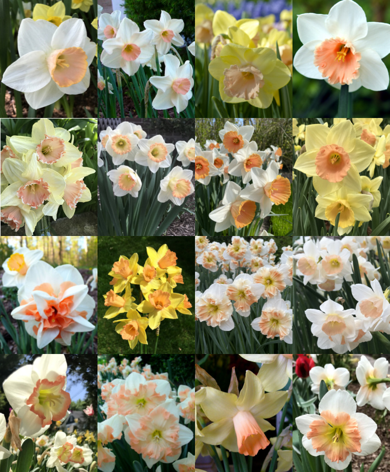 Luscious Pink Narcissi