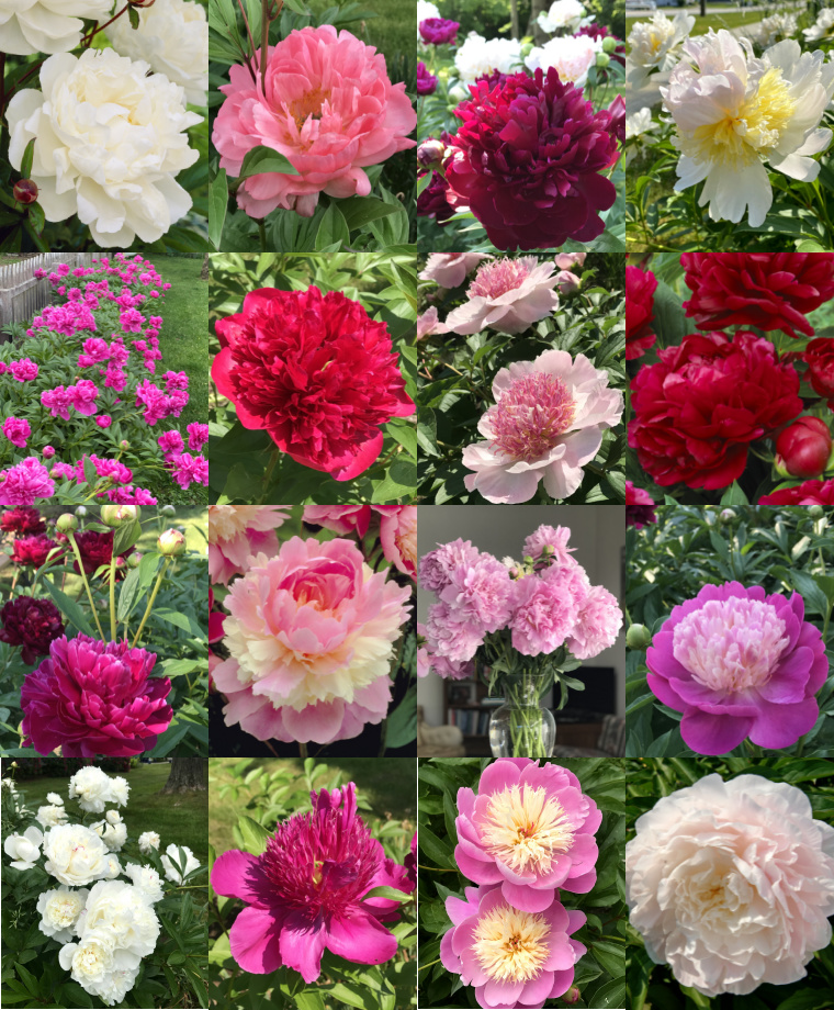 Deer-Resistant Peonies