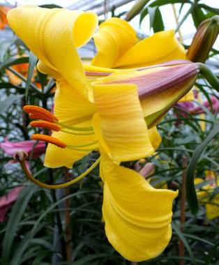 In Focus: Chinese Trumpet Lilies