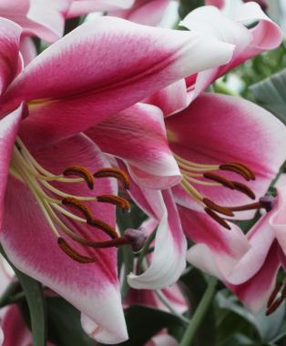 In Focus: Fragrant Orienpet Lilies