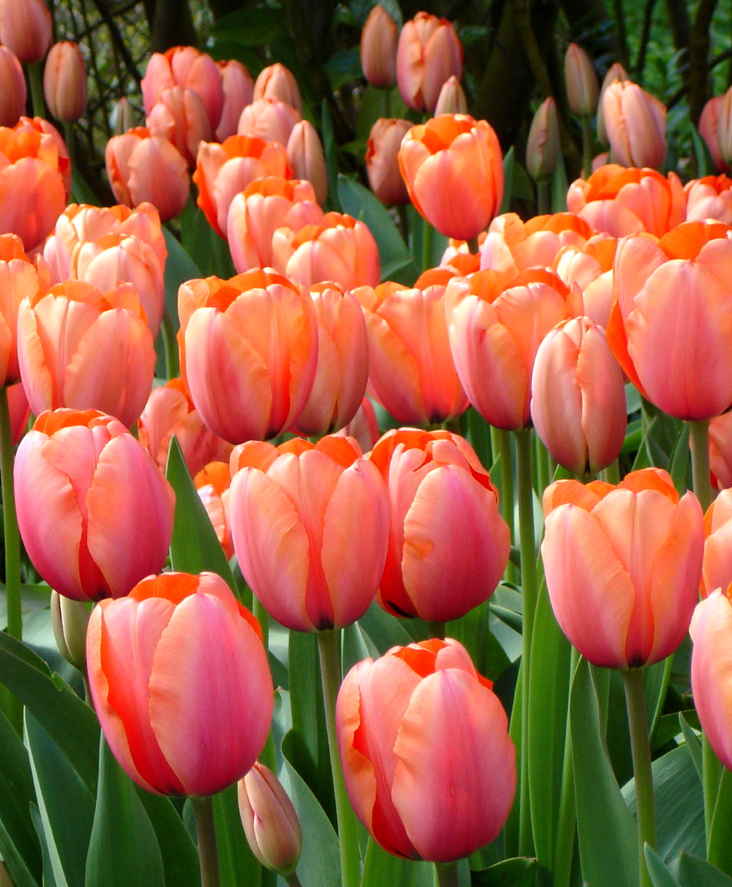 Giant Darwin Tulip Apricot Impression