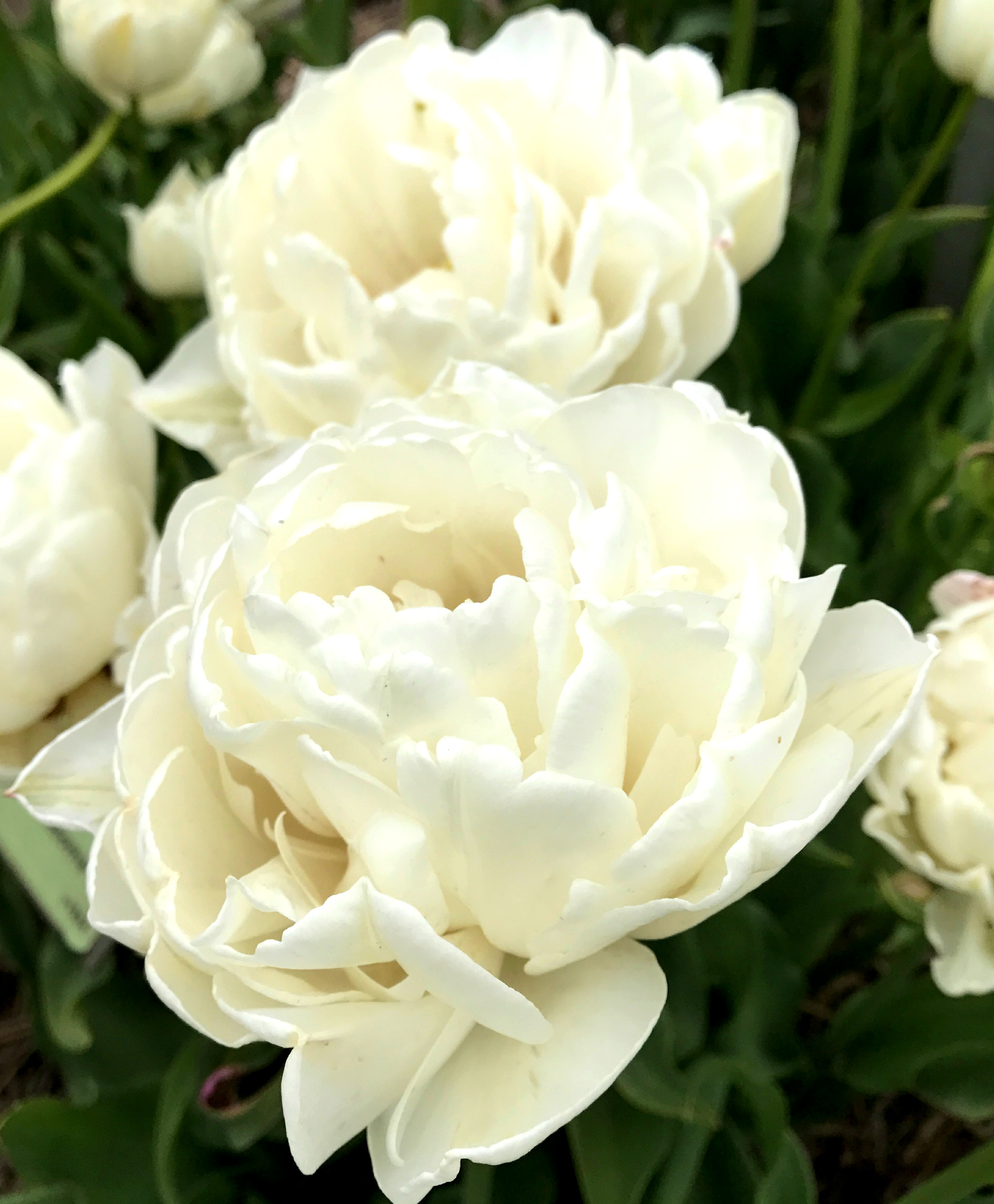 Peony Flowering Tulip Mount Tacoma