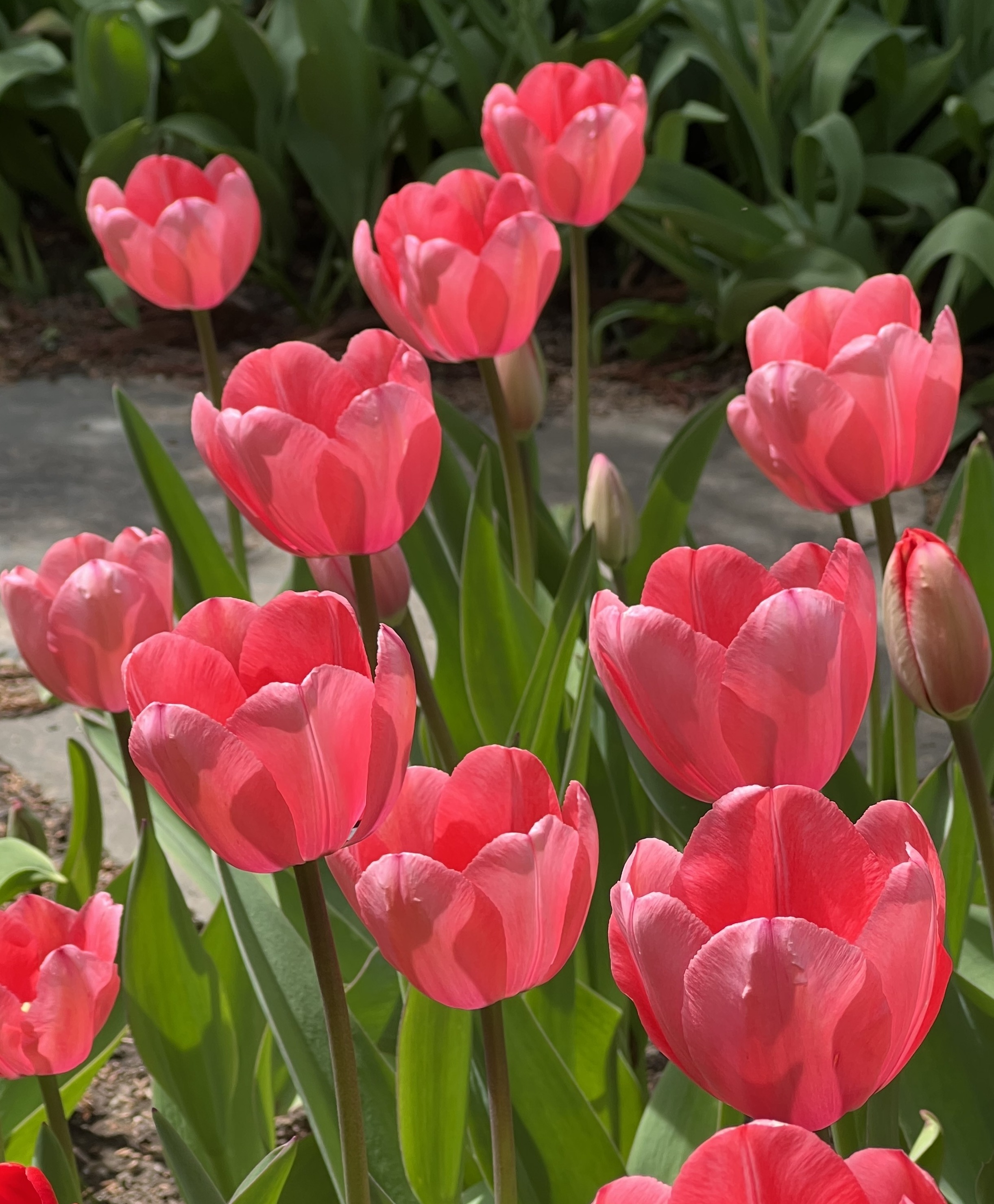 Giant Darwin Tulip Pink Impression