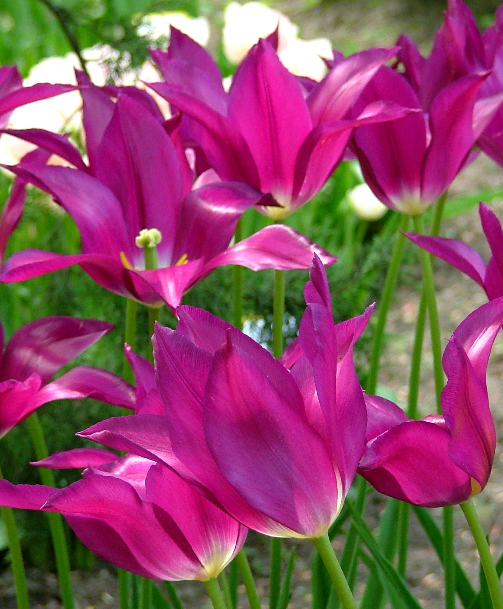 Lily Flowering Tulip Purple Dream