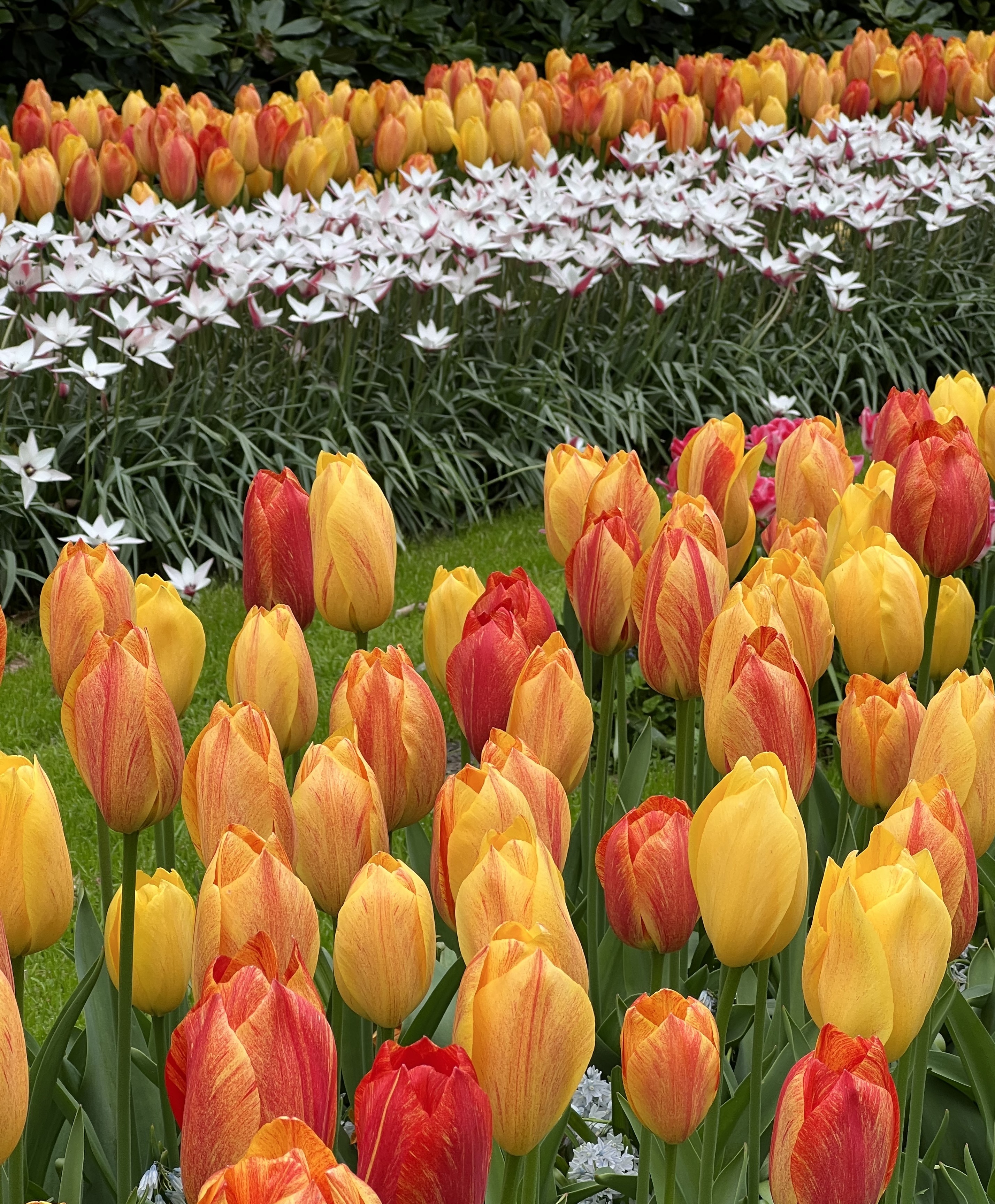 Single Late Tulip Rhapsody of Smiles