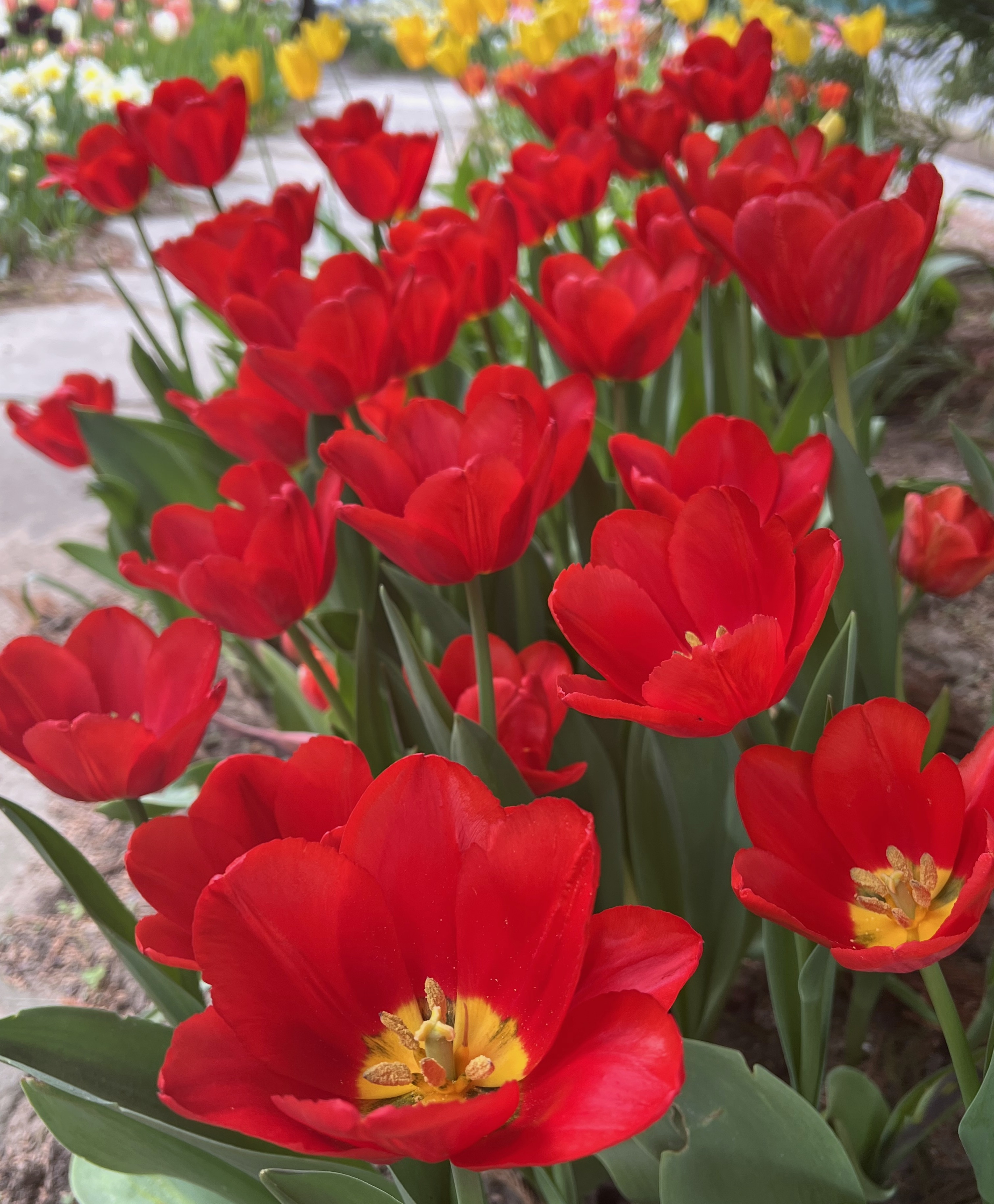 Triumph Tulip Rodeo Drive