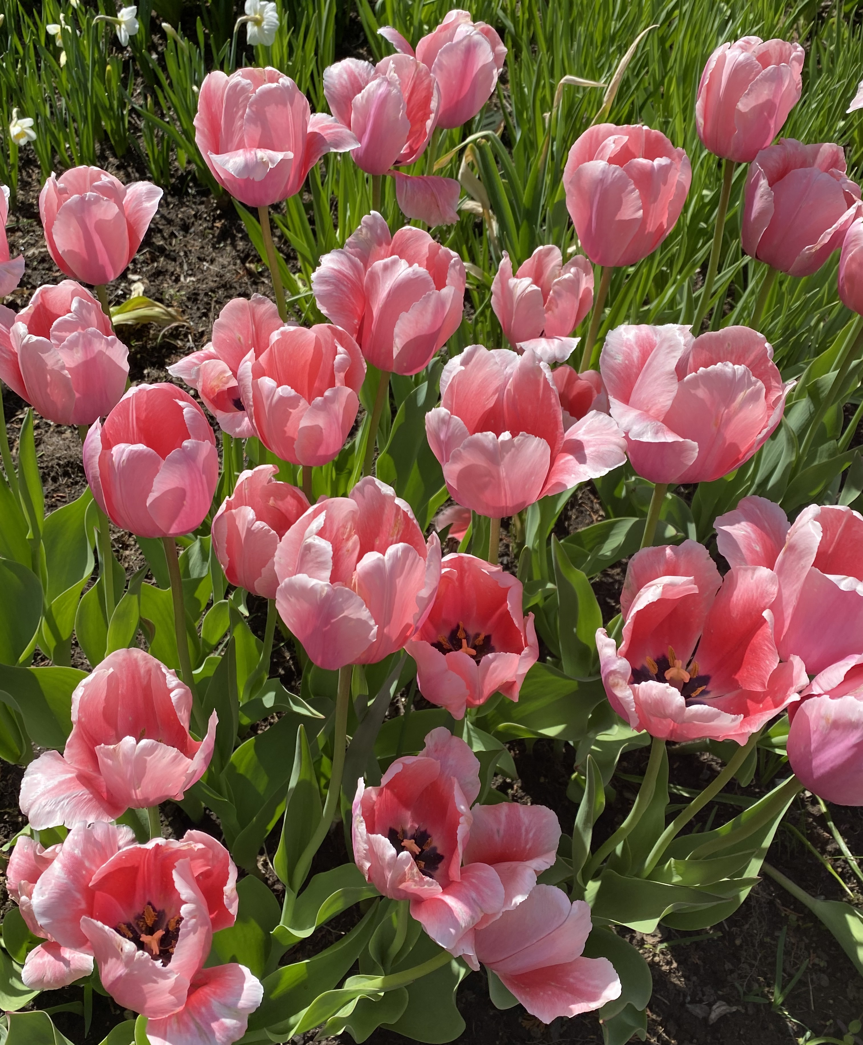 Giant Darwin Hybrid Tulip Salmon Impression