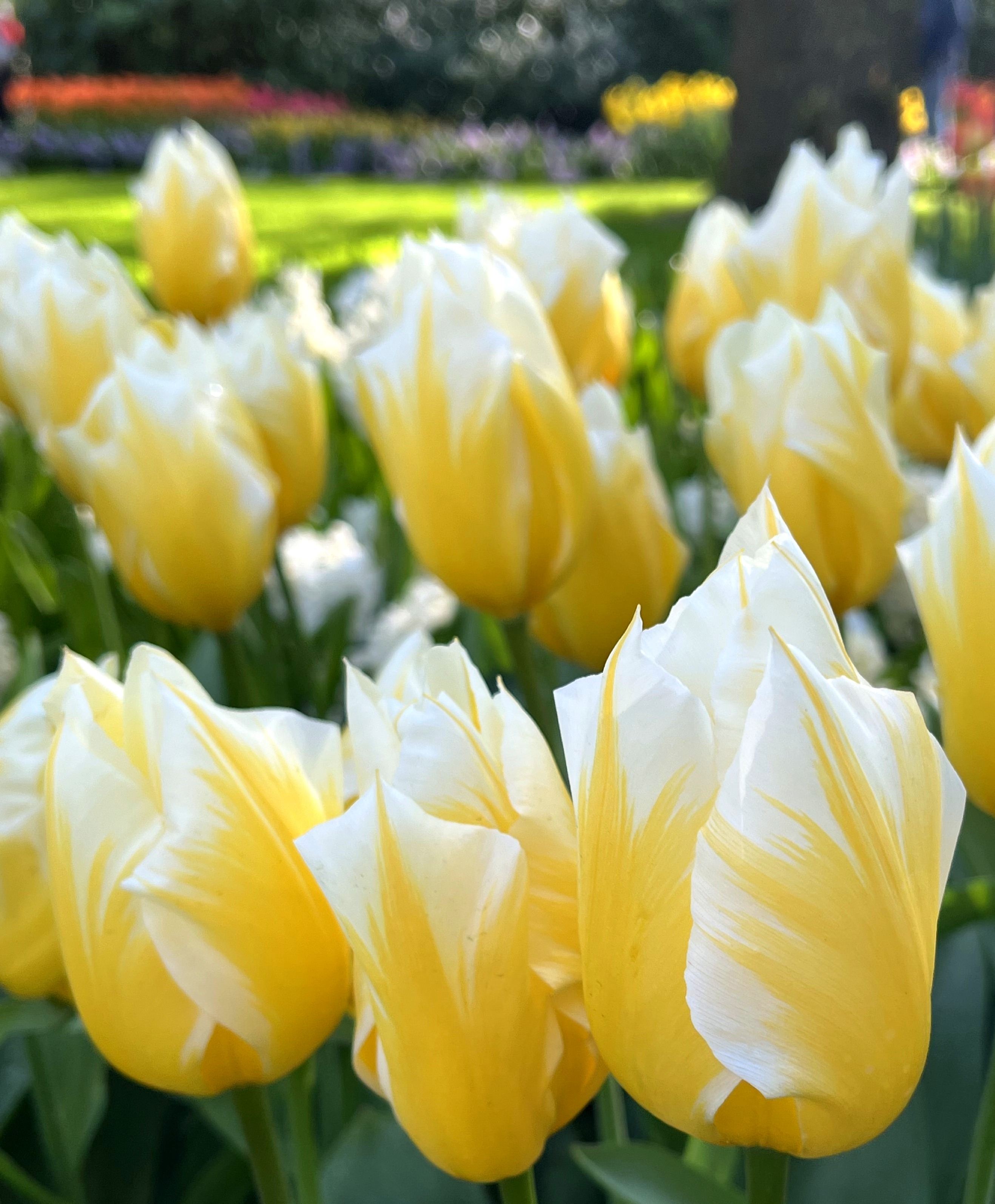 Emperor Tulip Sweetheart