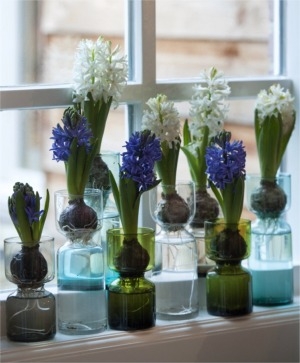 Hyacinth Forcing Tips - Van Engelen