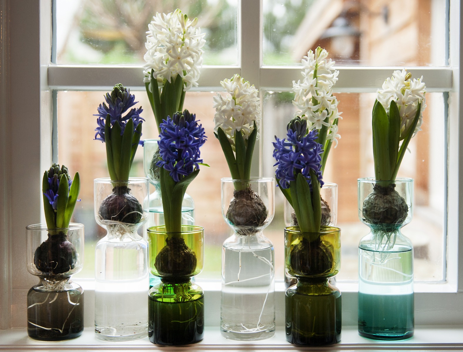 Forcing Hyacinths