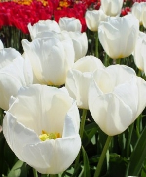 Heirloom Tulips, Old Fashioned Tulips, Perennial Tulips