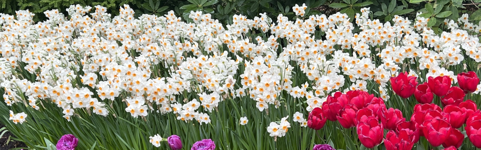 Tazetta Narcissus Geranium