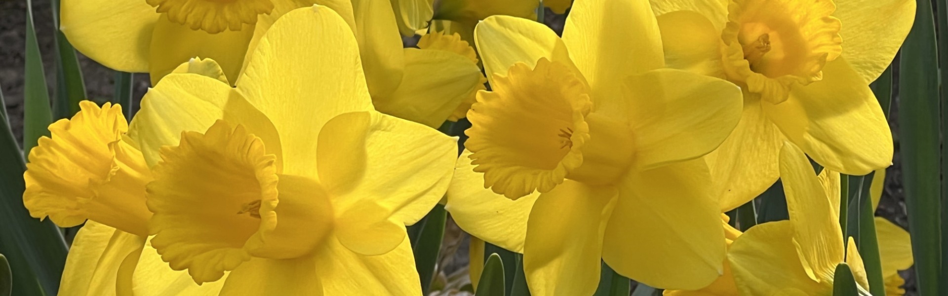 Trumpet Daffodil Arkle
