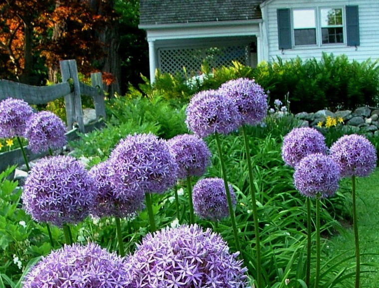 Allium Horticultural Tips