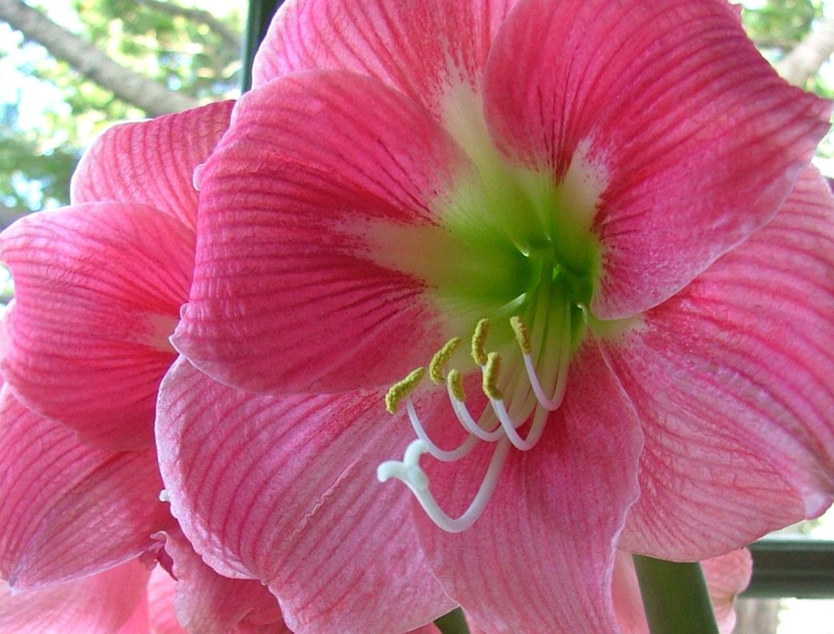 Amaryllis Horticultural Tips