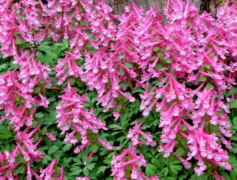 Corydalis Horticultural Tips