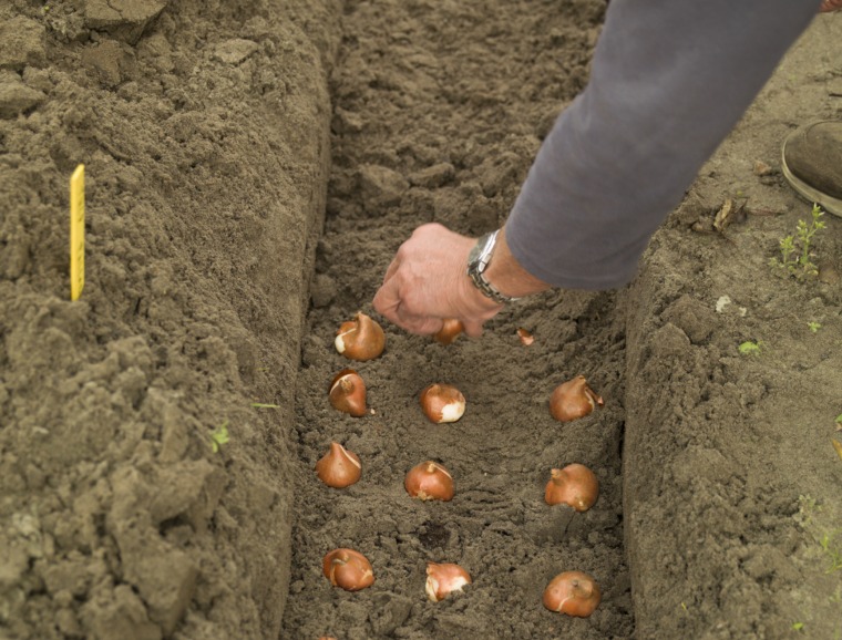 Only Put the Bulb in the Planting Hole