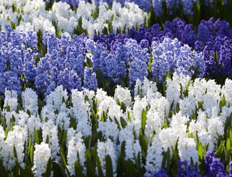 Hyacinth Horticultural Tips