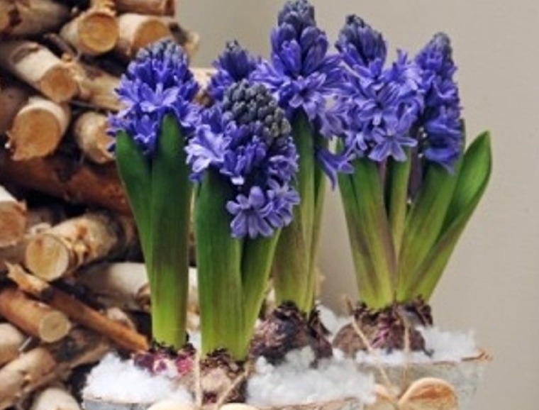 Hyacinth Forcing Tips
