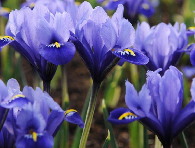 Dutch Iris Horticultural Tips