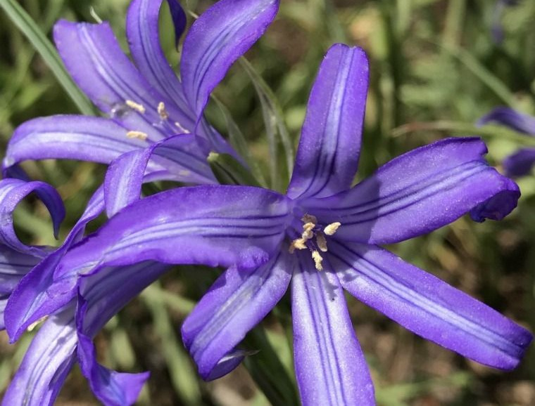 Ixiolirion Horticultural Tips