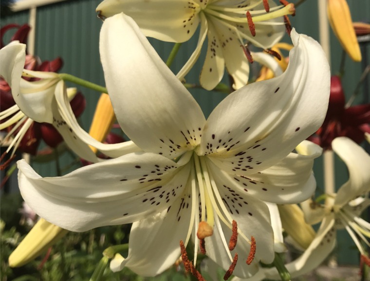Lily Horticultural Tips