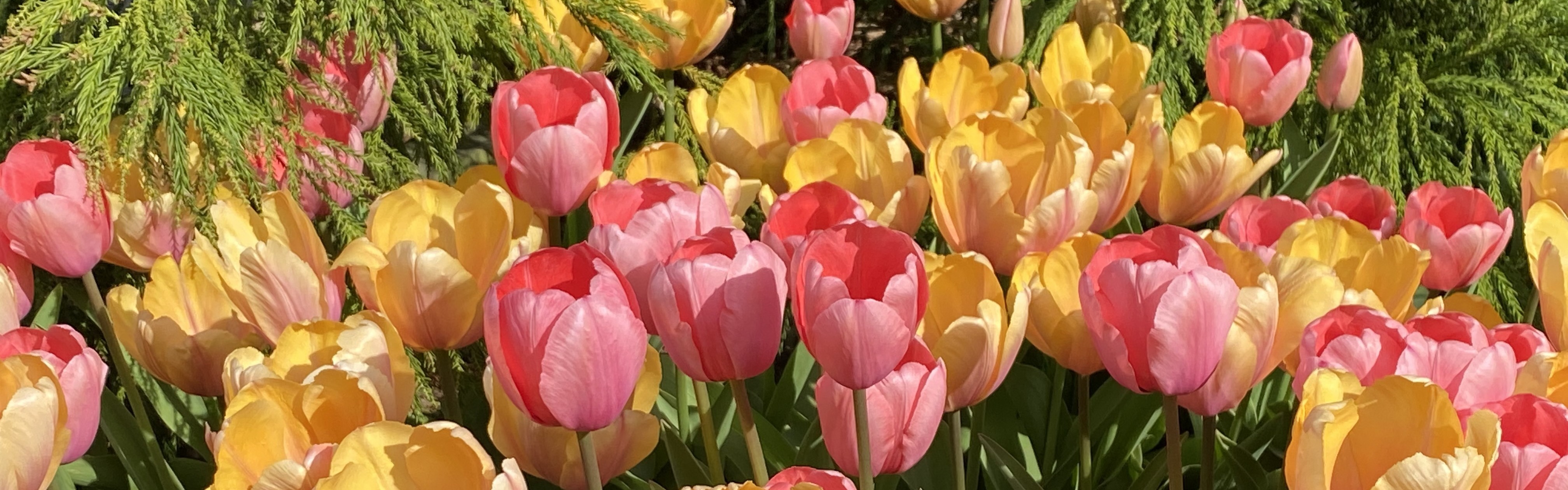 Tulips Blushing and Pink Impression