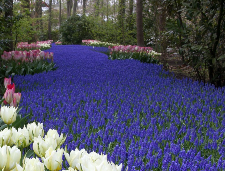 Muscari Horticultural Tips