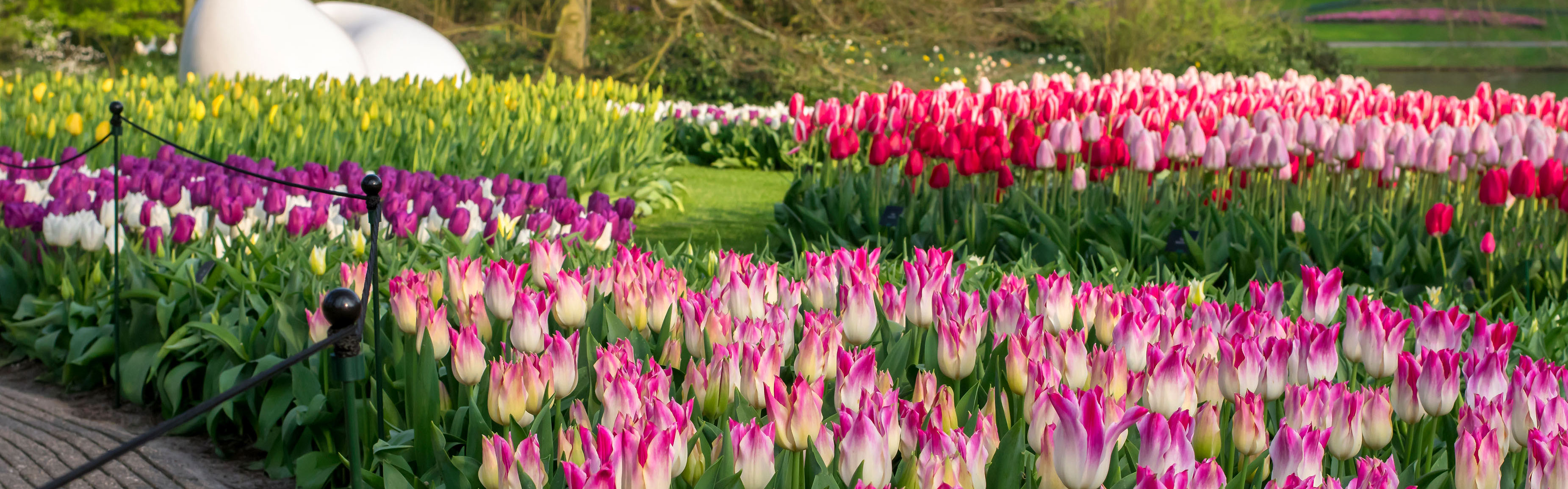 Tulips Whispering Dream